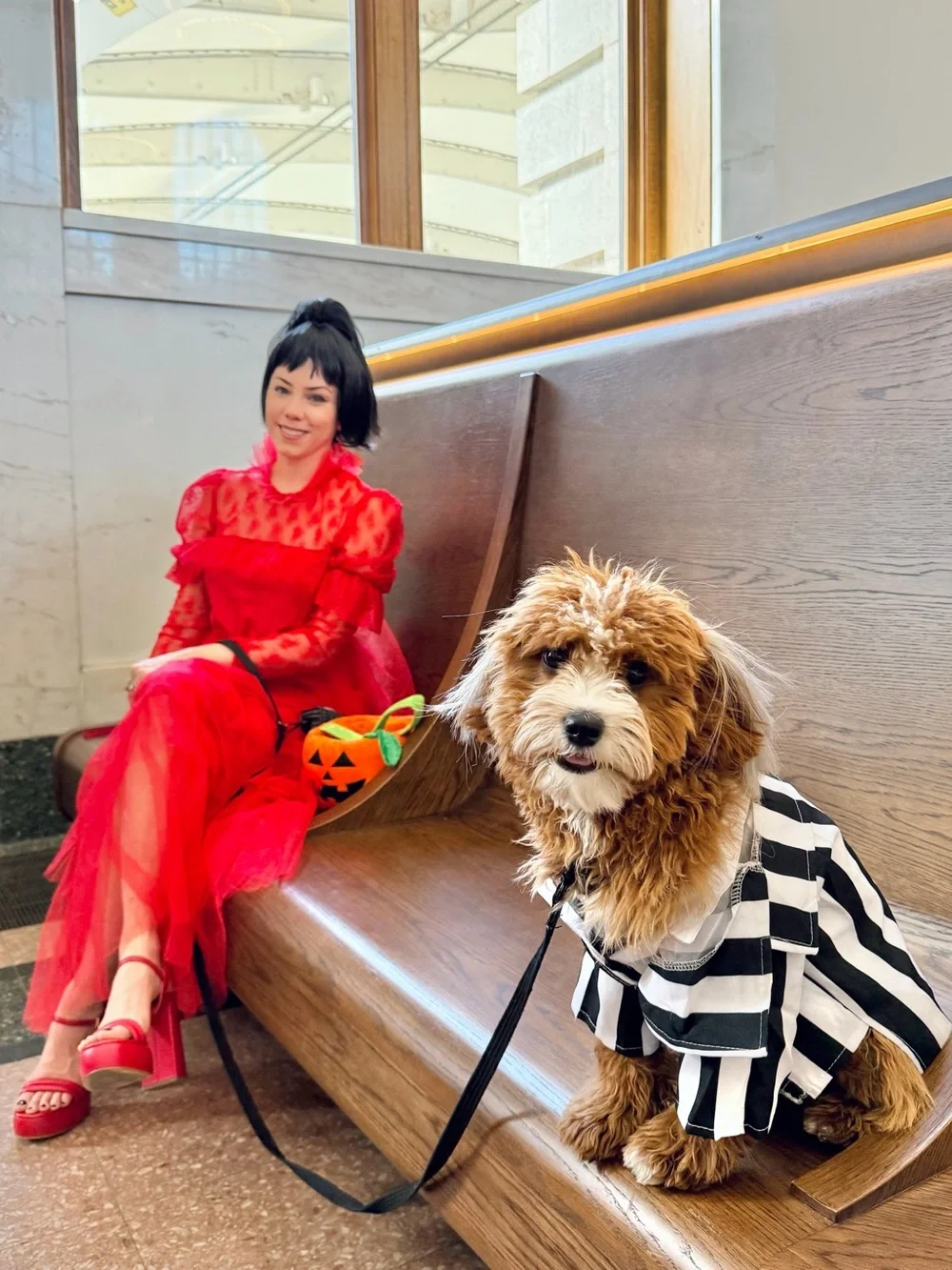 Beetlejuice: Beetlejuice Pet Costume for For Dogs or Cats by Rubies, Medium